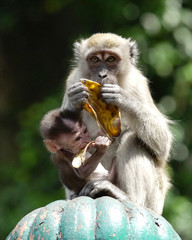 A Monkey and her Baby