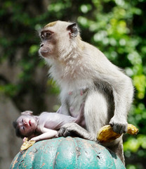 A Monkey and her Baby