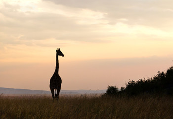 Silhouette of Giraffe in Serengeti National Park