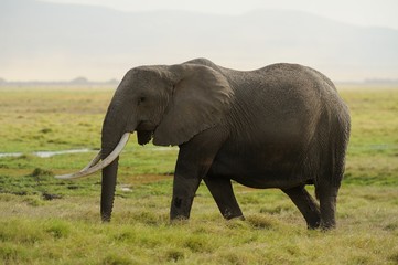 Naklejka na ściany i meble Słoń afrykański