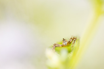 spider in the nature