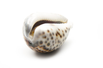 sea shell