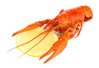 Tasty boiled crayfish with lemon isolated on white