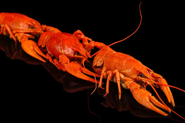 Tasty boiled crayfishes isolated on black
