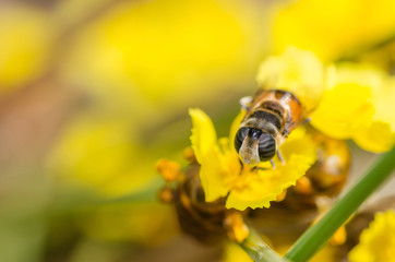 Flower files in the nature