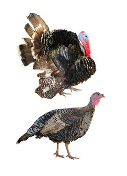 Two Turkey