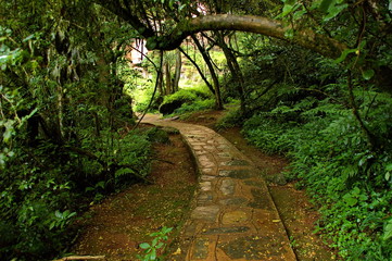 Walk path to Lone creek fall, Sabie Mpumalanga South Africa