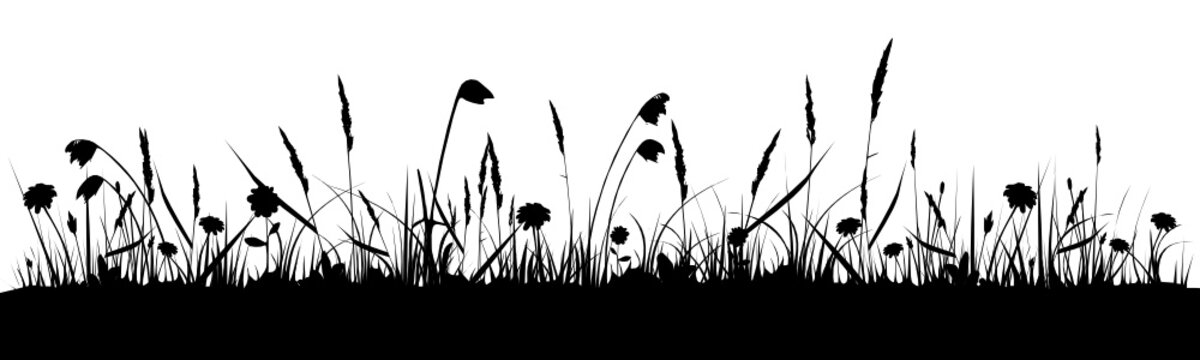 Wiese Silhouette