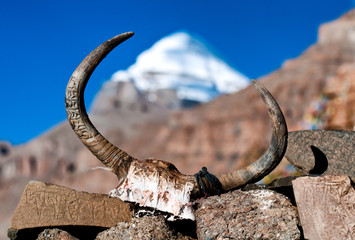 Yak's skull