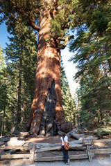 Grizzly Giant Sequoia, Mariposa Grove, Yosemite NP