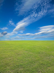 Field of green grass