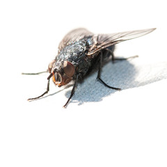 Obraz premium Crouching Fly