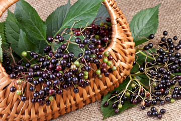 elderberry in basket on jute background.