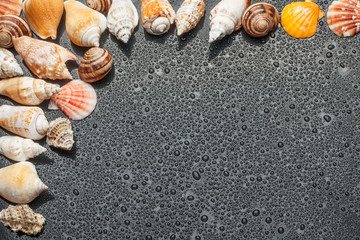 Seashells on the black background of the water