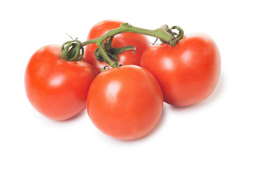 Four tomatoes in a branch