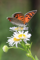 Obraz premium ベニシジミ