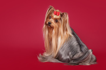 Young Yorkie on dark red background