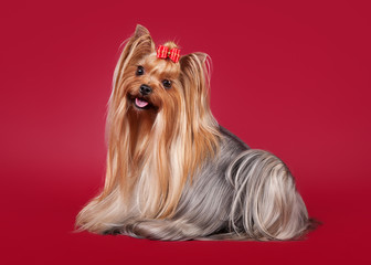 Young Yorkie on dark red background