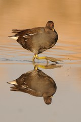 Gallinella d'acqua