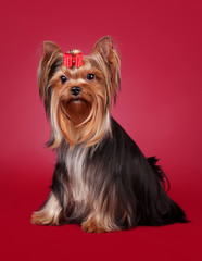 Young Yorkie on dark red background