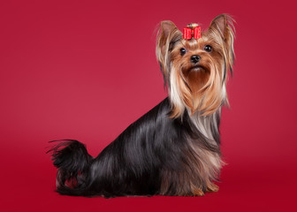 Young Yorkie on dark red background