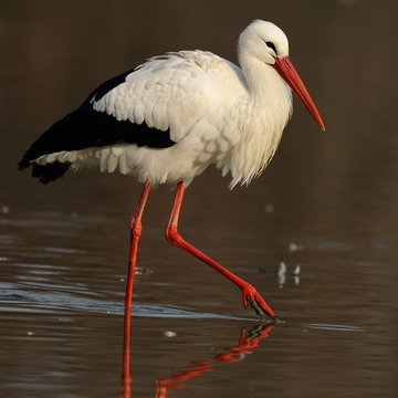 Cicogna bianca