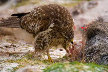 Buzzard - Buteo buteo