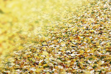 Autumn leaves and wind