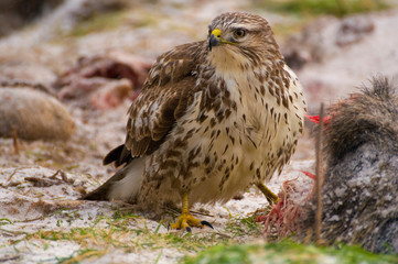 Buzzard - Buteo buteo