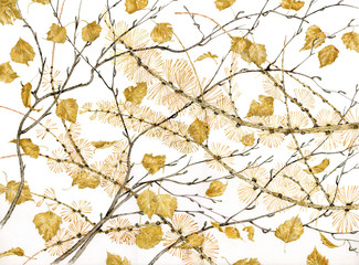 Betula alba e Larix decidua - betulla e larice