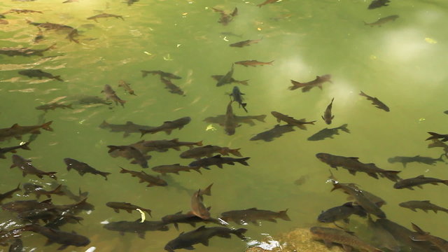 Mahseer Barb or Neolissochilus stracheyi in Cyprinidae at a cave