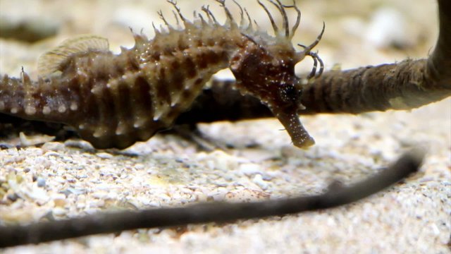 Seahorse on seabed