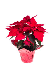 Red poinsettia isolated on white