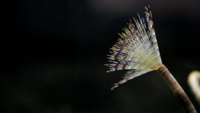 Segmented worm in the sea