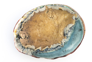 giant size raw abalone on white background