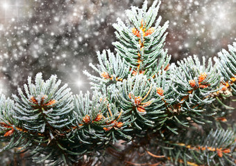 branch in snow