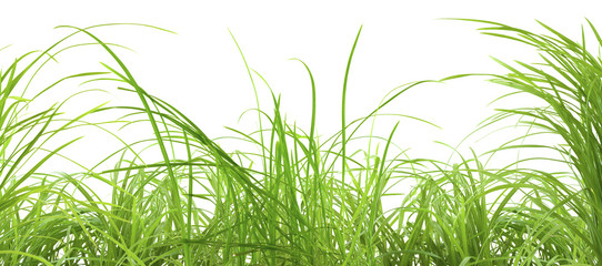 Photos, illustrations et vidéos de "brin d'herbe"