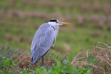 Grey heron (Ardea cinerea) in Japan 