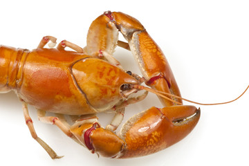 Yabby or Freshwater Lobster
