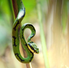 Snake