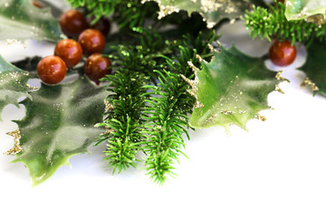 Holly berry