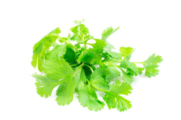 Coriander