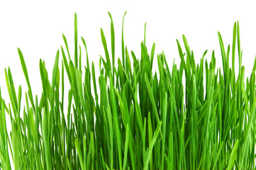 Fototapeta na wymiar Isolated green grass on white background