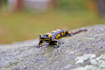 Fire salamander