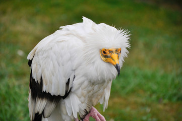 Closeup portrait of a Egyptian Vulture