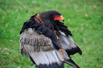 Closeup portrait of a bateleur Eagle
