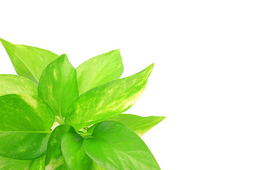 Obraz premium pothos