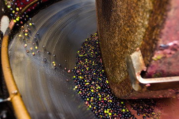 macina in granito mentre schiaccia le olive per fare l'olio