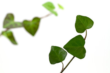 ハートのつる草