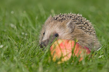 Igel im Herbst